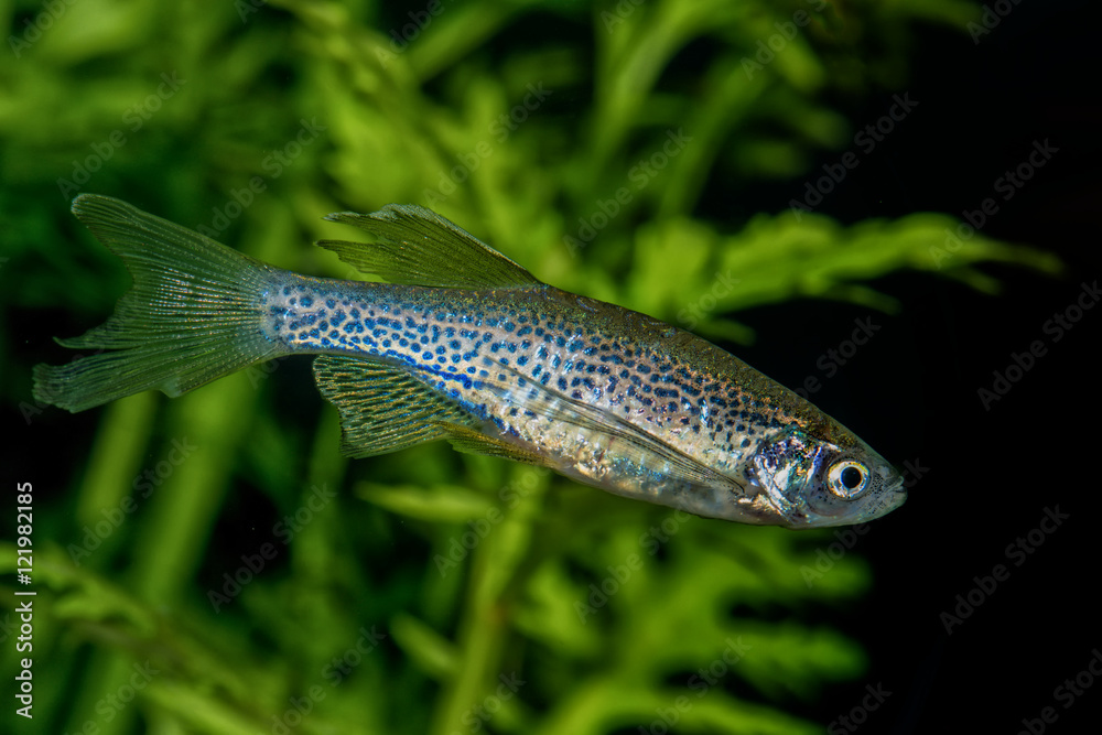 Portrait of barb fish (Danio rerio Portrait of barb fish (Danio rerio