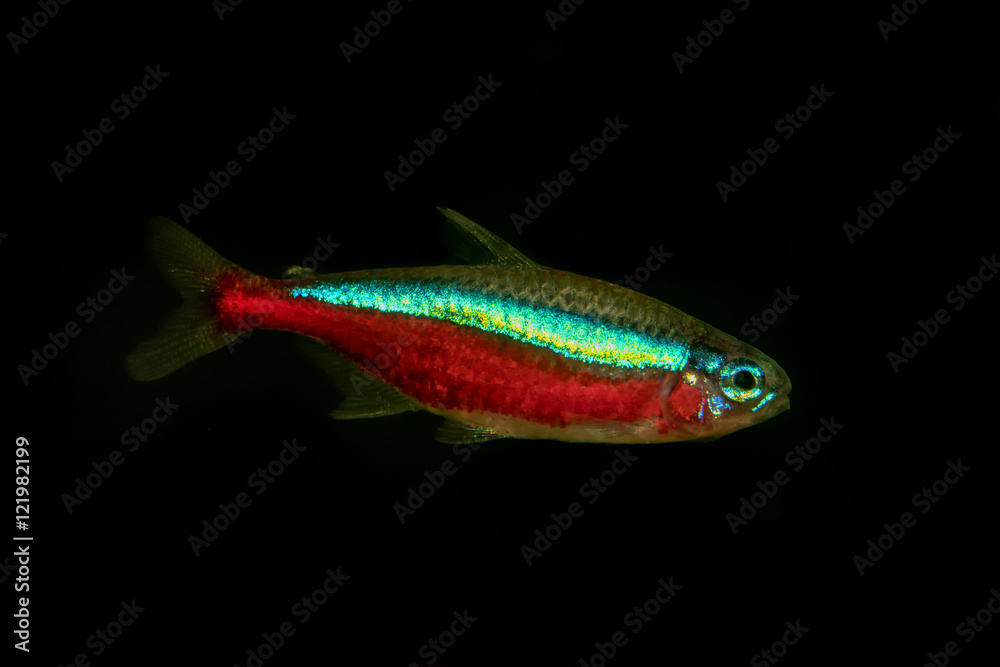 Φωτογραφία Portrait of neon tetra fish (Paracheirodon axelrodi) in aquarium