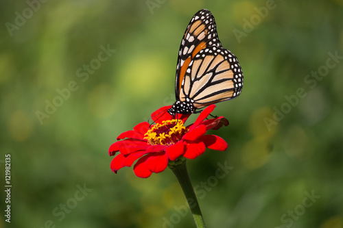 Monarch Butterfly and flowers