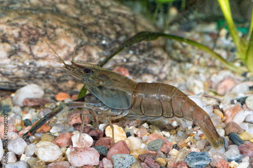 Portrait of freshwater shrimp (Macrobrachium asperulum)