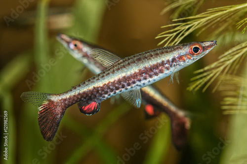 Portrait of pencil fish (Nannostomus eques) in aquarium