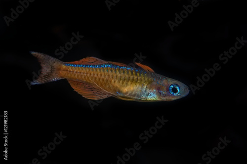 Portrait of blue-eye fish (Pseudomugil luminatus) in aquarium © NERYX