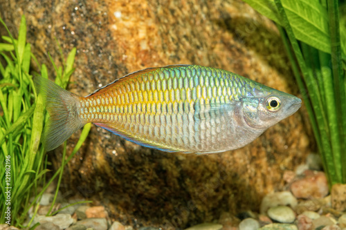 Portrait of rainbowfish (Melanotaenia boesemani) in aquarium