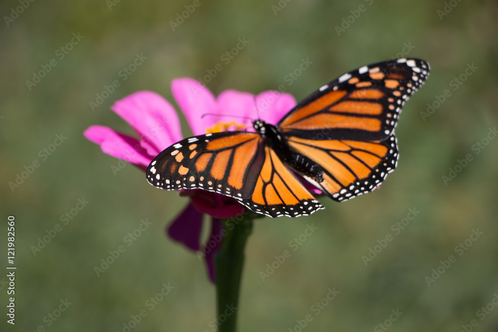 Obraz premium Monarch Butterfly and flowers