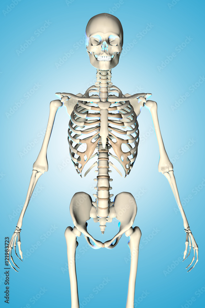 3d rendered illustration of a male skeleton showing torso