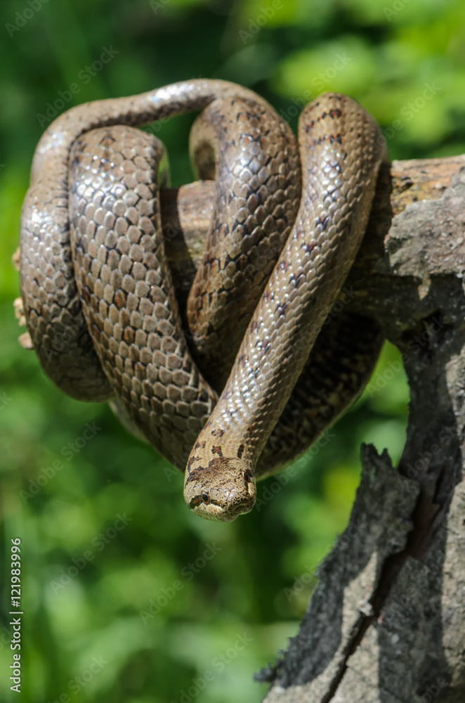 Naklejka premium Smooth snake on tree