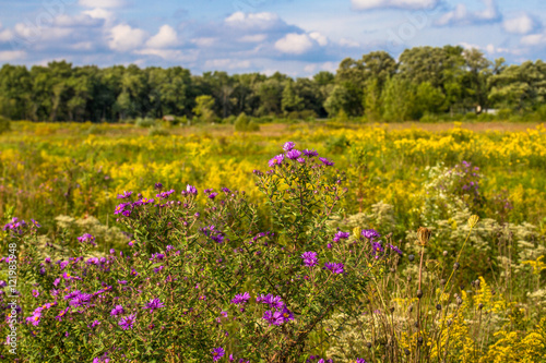 Fototapeta Restored prairie in September bloom at Middlefork Savanna, Lake County, IL