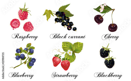 Relistic berries set