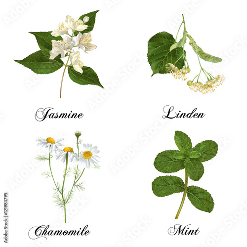Healing plants set