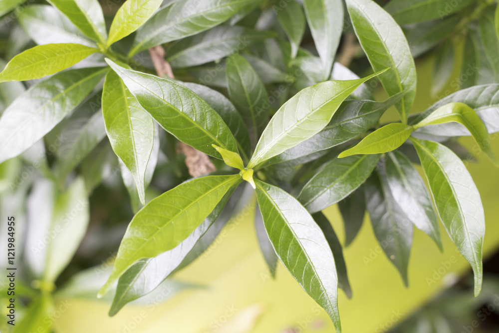 green leaf of Gardenia from natural with light green leaf of Gardenia from natural with light