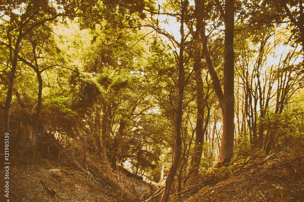 Obraz premium View through English woodland in the summer