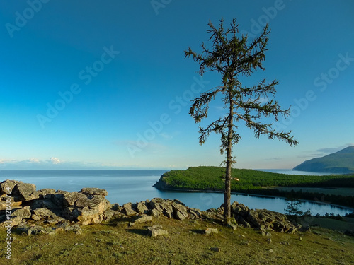the tree on coastline of lake