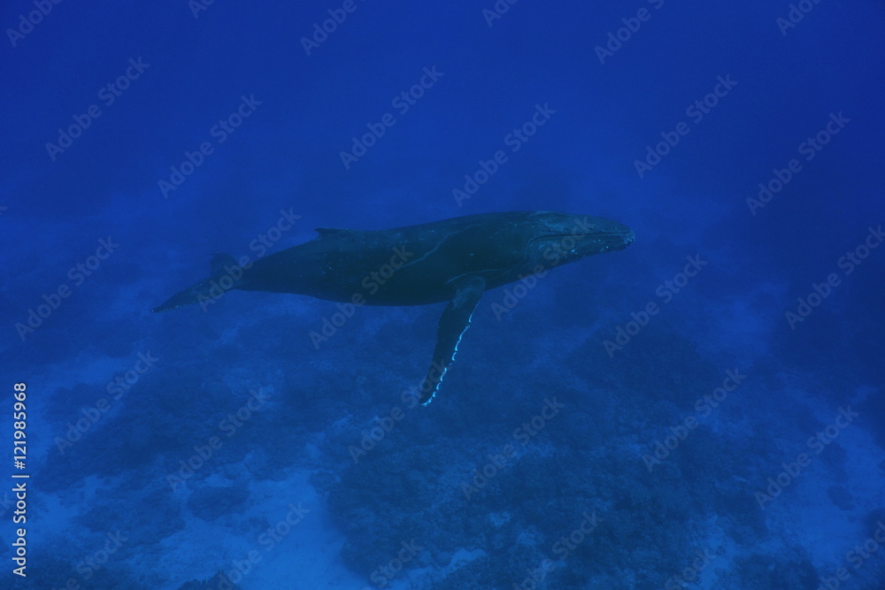 Fototapeta premium A humpback whale Megaptera novaeangliae underwater