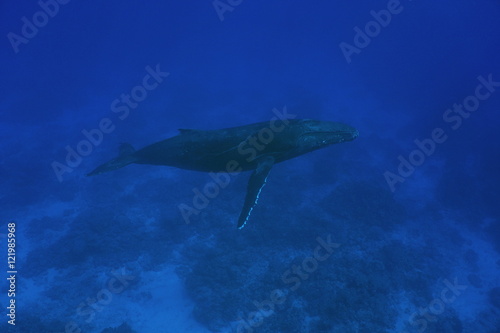 A humpback whale Megaptera novaeangliae underwater