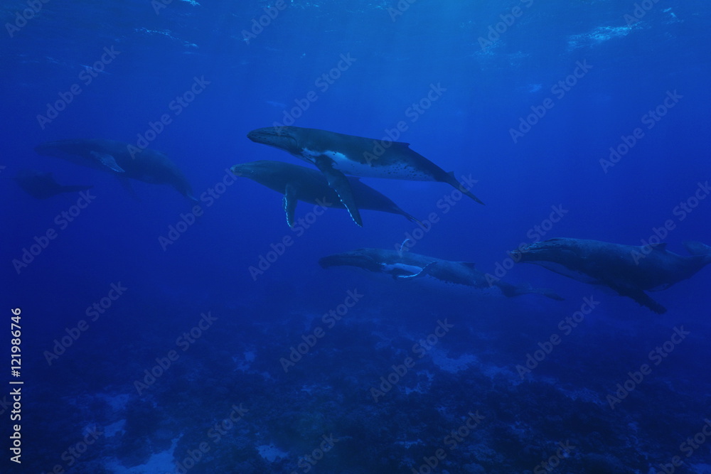 Naklejka premium Group of humpback whales underwater Pacific ocean