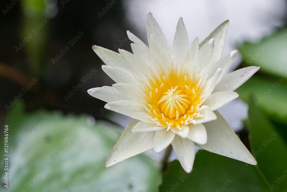 Lotus in water Lotus in water