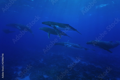 Group of humpback whales underwater Pacific ocean photo