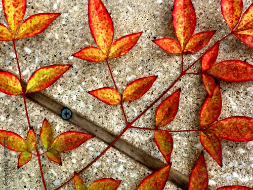 Fotografie red and yellow fall leaves