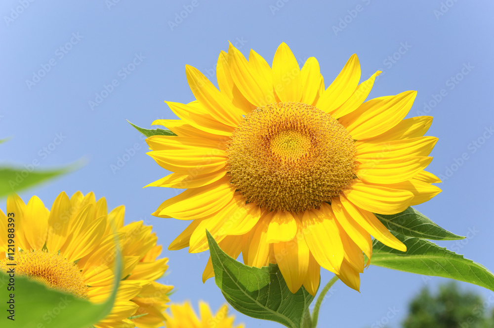 The sunflower closeup background and texture The sunflower closeup background and texture