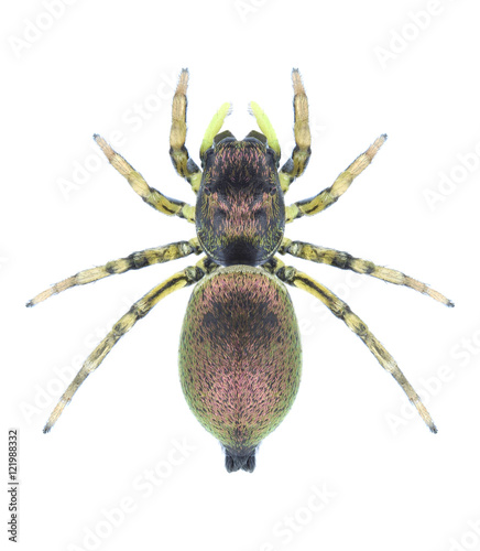 Spider Heliophanus auratus on a white background