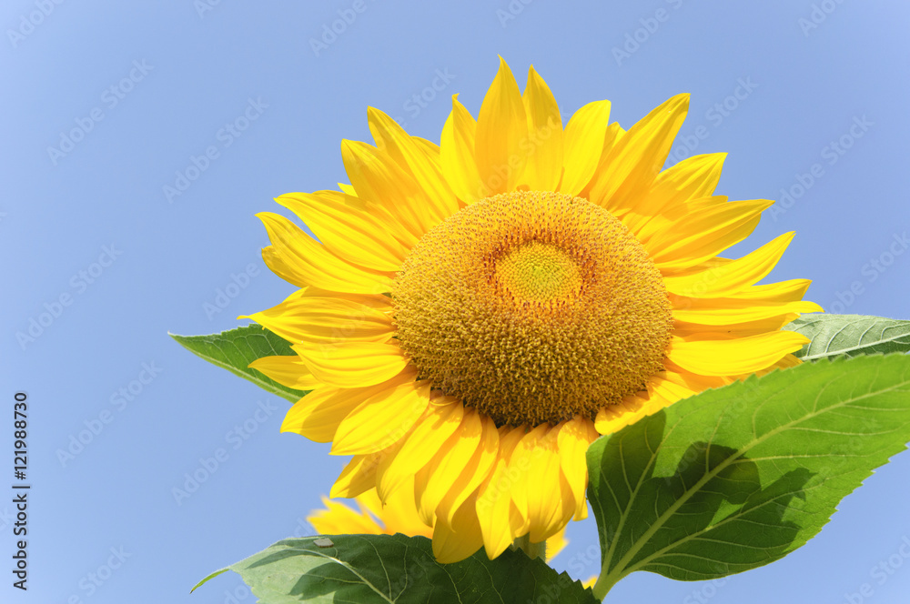 The sunflower closeup background and texture The sunflower closeup background and texture
