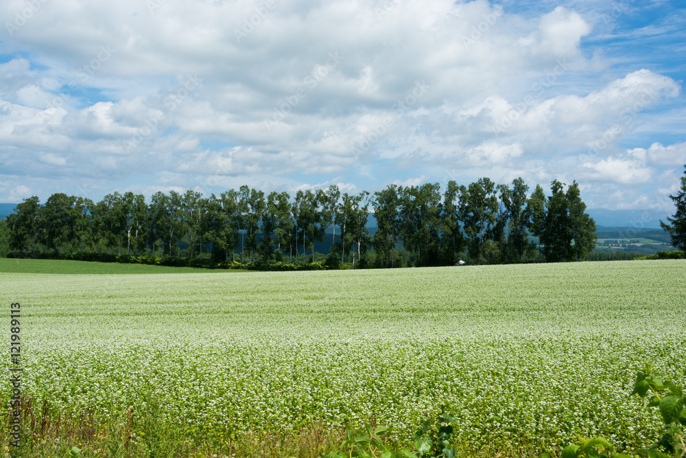 Obraz premium ソバ畑