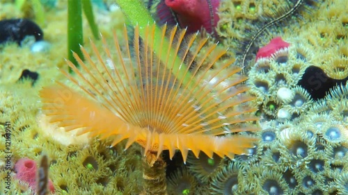 Orange split-crown feather duster worm, Anamobaea oerstedi on seabed covered by marine life in the Caribbean sea
 photo
