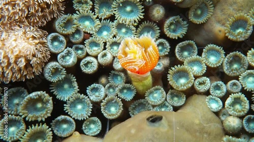 Underwater marine life, a red-spotted horseshoe worm, Protula sp., extending out of its tube, Caribbean sea
 photo