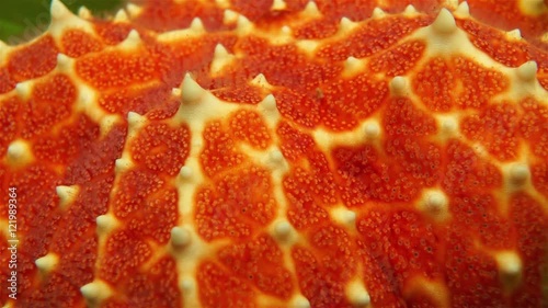 Starfish skin, close-up video of a Cushion sea star, Oreaster reticulatus, underwater in the Caribbean sea
 photo