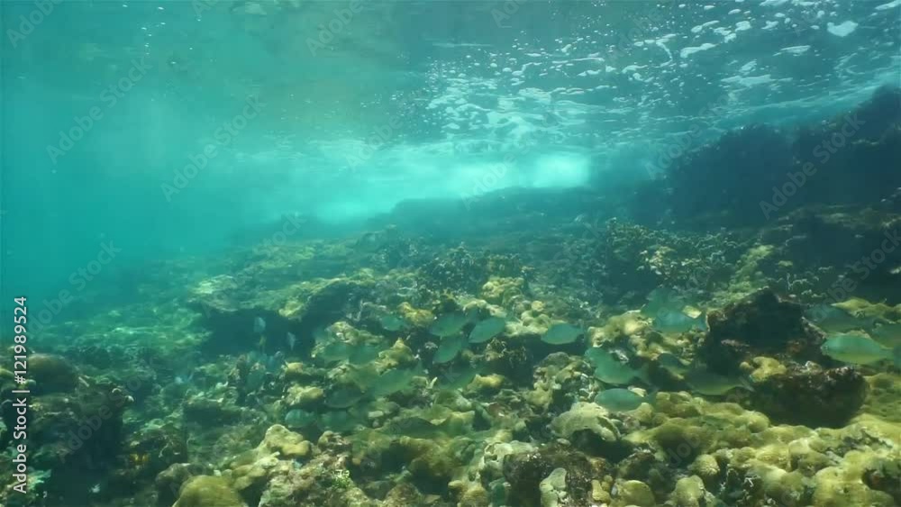 Underwater small wave breaking on coral reef and school of fish, Caribbean sea, Panama, Central America Underwater small wave breaking on coral reef and school of fish, Caribbean sea, Panama, Central America