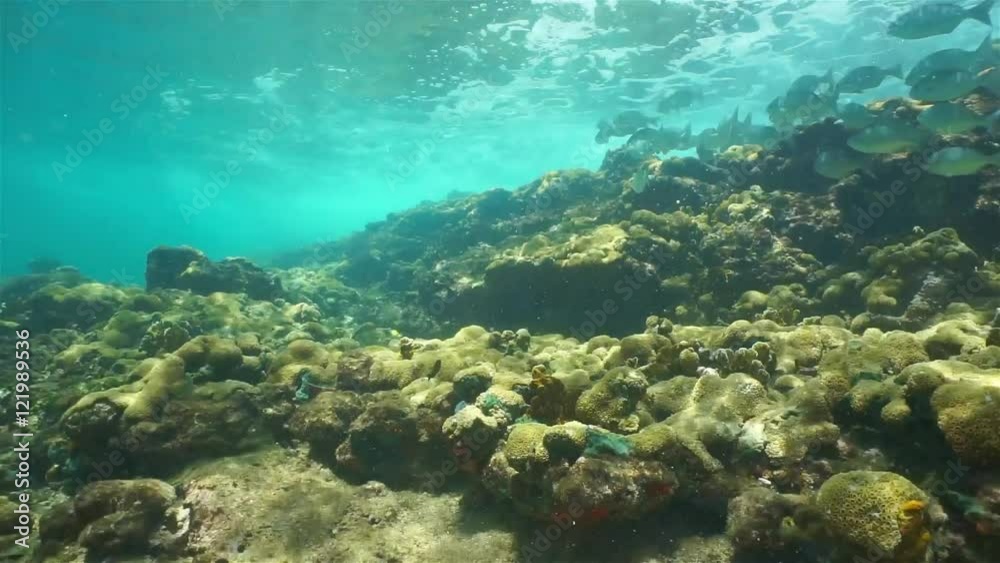 Underwater small wave breaking on coral reef and a school of fish, Caribbean sea, Panama, Central America Underwater small wave breaking on coral reef and a school of fish, Caribbean sea, Panama, Central America