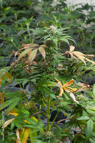 Cannabis_grow