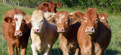 Limousin cattle are a breed of highly muscled beef cattle originating from the Limousin and Marche regions of France. Bromont Eastern Township Quebec Canada 