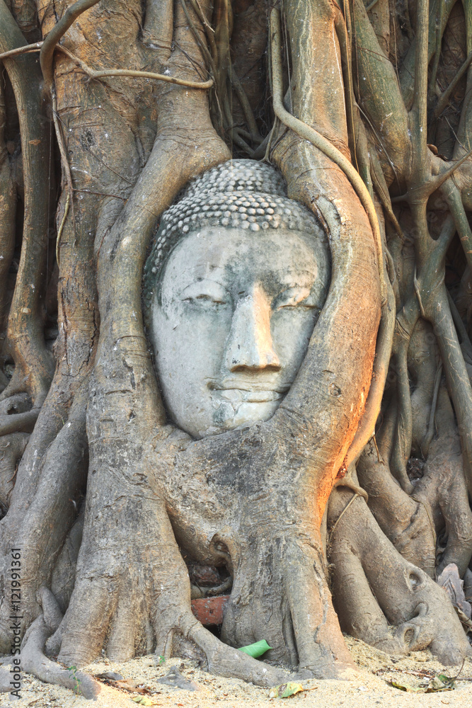 Buddha head in banyan in Ayuthaya of Thailand Buddha head in banyan in Ayuthaya of Thailand