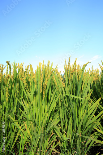 The rice in the field