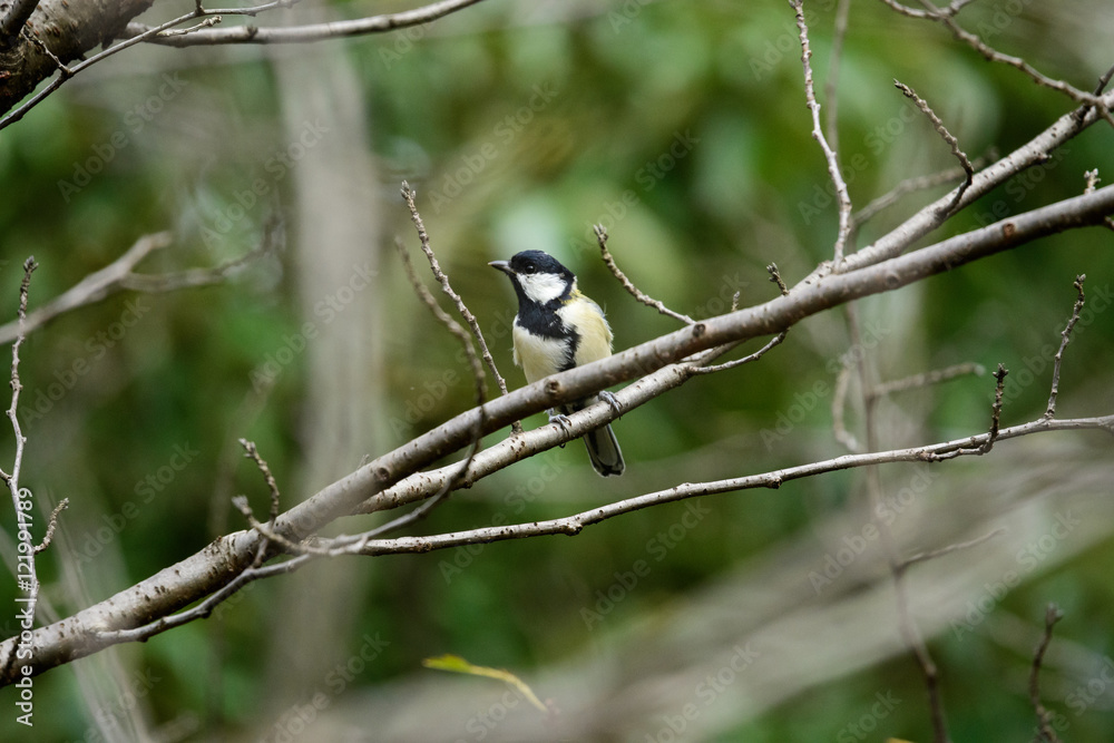 Obraz premium シジュウカラ