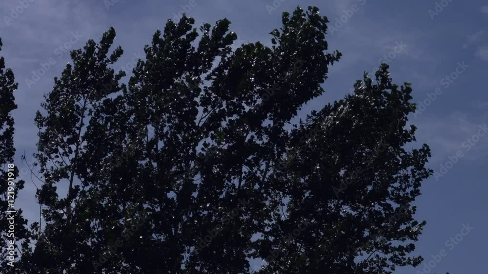 Trees Blowing in Breeze, Silhouetted Against Dark, Sullen Sky
