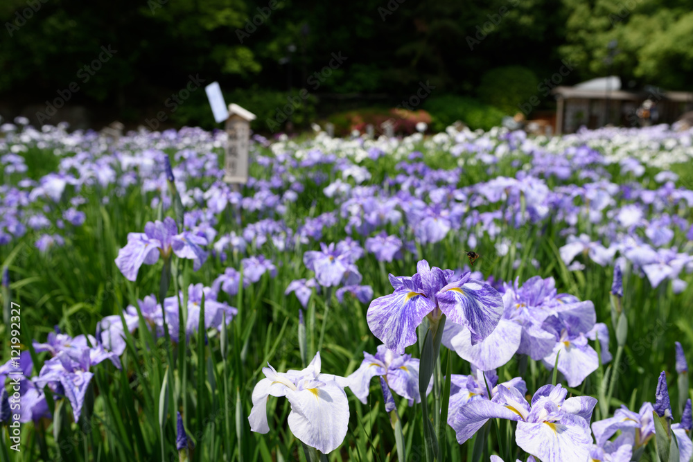 菖蒲園
