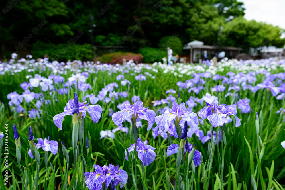 菖蒲園 菖蒲園