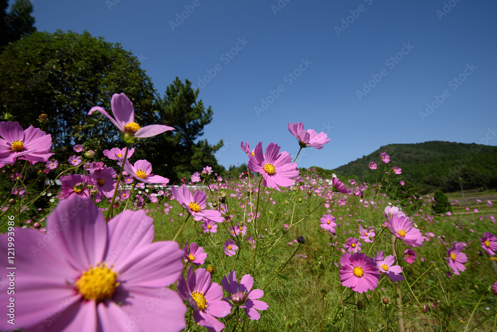 コスモス畑