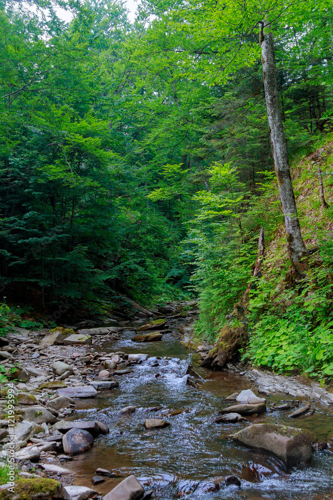 Spring time along the Little Pigeon River in the Spring time along the Little Pigeon River in the