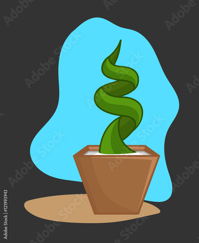 Spiral Cactus Plant in Pot