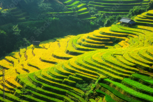 Rice fields on terraced of Mu Cang Chai, YenBai, Vietnam. Rice fields prepare the harvest at Northwest Vietnam.Vietnam landscapes. 