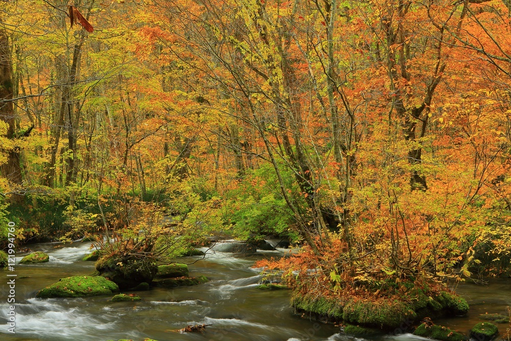 青森県十和田　紅葉の奥入瀬渓流