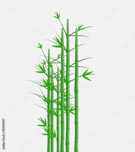 Bamboo Vector