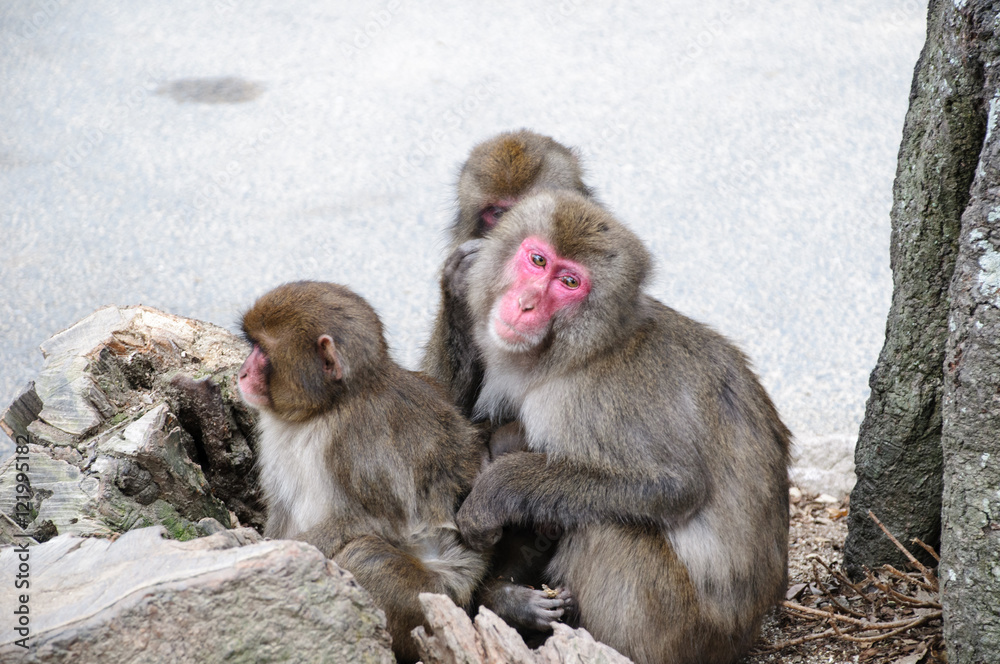 Fototapeta premium 日本猿