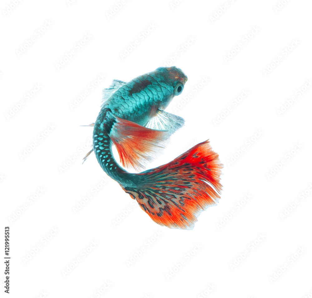 Naklejka premium guppy fish isolated on white background