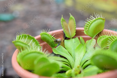 Venus Flytrap carnivorous plant