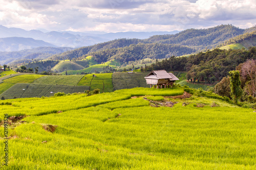 Green Terraced Rice Field in Pa Pong Pieng , Mae Chaem, Chiang Mai, Thailand