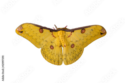 Isolated Golden Emperor Moth ( Loepa sikkima ) photo